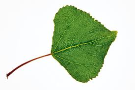 Attēlu rezultāti vaicājumam “Populus nigra”