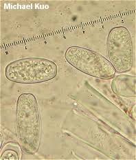 Attēlu rezultāti vaicājumam “Sarcoscypha austriaca”