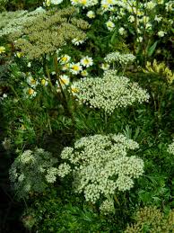 Attēlu rezultāti vaicājumam “Cenolophium denudatum”