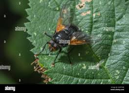Attēlu rezultāti vaicājumam “Mesembrina meridiana”