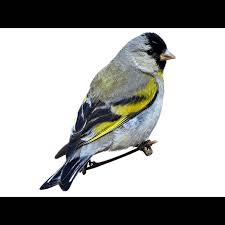 Attēlu rezultāti vaicājumam “Carduelis spinus male”