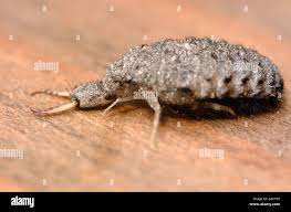 Attēlu rezultāti vaicājumam “Myrmeleontidae”