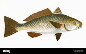 Image result for Umbrina cirrosa