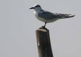 Image result for Gelochelidon nilotica