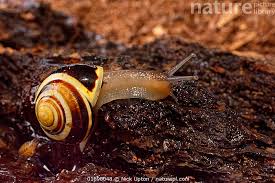 Attēlu rezultāti vaicājumam “Cepaea hortensis”