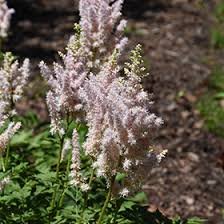 Attēlu rezultāti vaicājumam “Astilbe chinensis leaf”