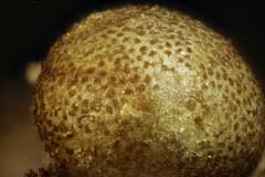 Attēlu rezultāti vaicājumam “Perichaena depressa spores”