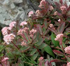 Attēlu rezultāti vaicājumam “Hylotelephium telephium flower”