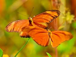 Attēlu rezultāti vaicājumam “Boloria titania upperside”