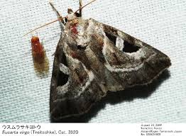 Attēlu rezultāti vaicājumam “Eucarta virgo”