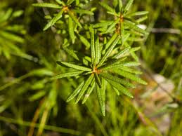 Attēlu rezultāti vaicājumam “Ledum palustre leaf”