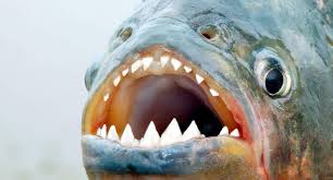 Image result for Prestatyn Piranhas