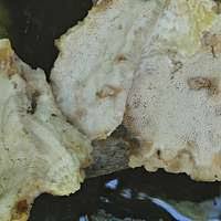 Attēlu rezultāti vaicājumam “Aurantiporus fissilis”