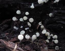 Attēlu rezultāti vaicājumam “Cudoniella acicularis”