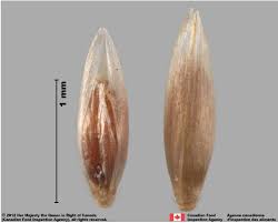 Attēlu rezultāti vaicājumam “Agrostis canina leaf”