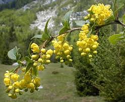 Attēlu rezultāti vaicājumam “Berberis vulgaris”