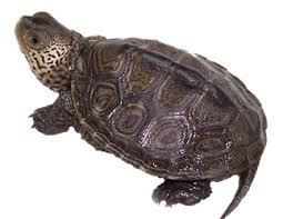 Image result for Malaclemys terrapin