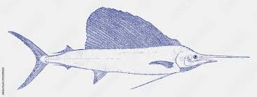 Image result for Istiophorus platypterus