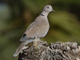 Attēlu rezultāti vaicājumam “Streptopelia decaocto adult”