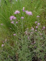 Attēlu rezultāti vaicājumam “Centaurea stoebe fruit”