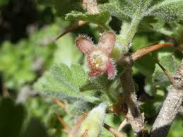 Attēlu rezultāti vaicājumam “Ribes uva-crispa”