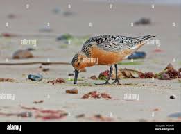 Attēlu rezultāti vaicājumam “Calidris canutus adult”