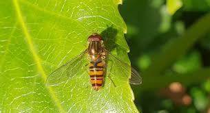 Attēlu rezultāti vaicājumam “Episyrphus balteatus”