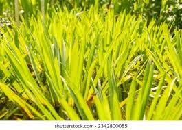 Attēlu rezultāti vaicājumam “Stratiotes aloides leaf”