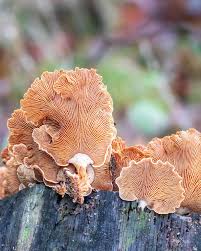 Attēlu rezultāti vaicājumam “Panellus stipticus”