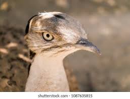 Image result for Chlamydotis macqueenii