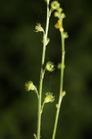 Attēlu rezultāti vaicājumam “Agrimonia pilosa bud”