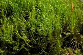 Attēlu rezultāti vaicājumam “Ditrichum flexicaule”