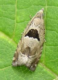 Attēlu rezultāti vaicājumam “Epinotia ramella”