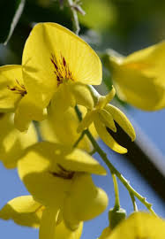 Attēlu rezultāti vaicājumam “Laburnum anagyroides leaf”