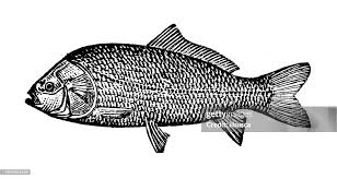 Image result for Ictiobus bubalus