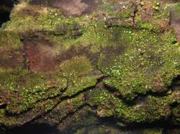 Attēlu rezultāti vaicājumam “Lecanora conizaeoides”