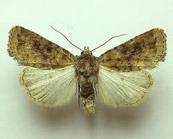 Attēlu rezultāti vaicājumam “Caradrina morpheus”