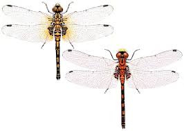 Attēlu rezultāti vaicājumam “Leucorrhinia dubia”