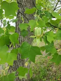 Attēlu rezultāti vaicājumam “Liriodendron tulipifera”