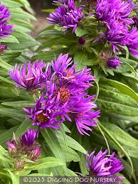 Image result for Aster novae-angliae