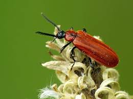 Attēlu rezultāti vaicājumam “Schizotus pectinicornis”