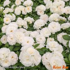 「アイスバーグ」の画像検索結果