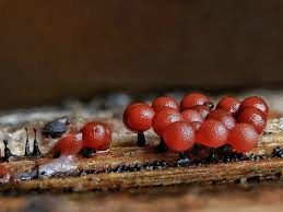 Attēlu rezultāti vaicājumam “Enerthenema papillatum”