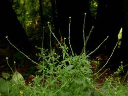 Attēlu rezultāti vaicājumam “Sisymbrium volgense leaf”
