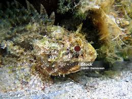 Image result for Scorpaena porcus