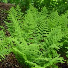 Attēlu rezultāti vaicājumam “Dryopteris”
