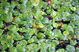 Attēlu rezultāti vaicājumam “Hydrocharis morsus-ranae leaf”