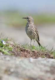Attēlu rezultāti vaicājumam “Anthus petrosus”