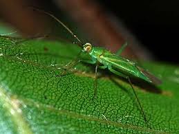 Attēlu rezultāti vaicājumam “Blepharidopterus angulatus”