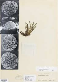 Attēlu rezultāti vaicājumam “Isoetes lacustris leaf”